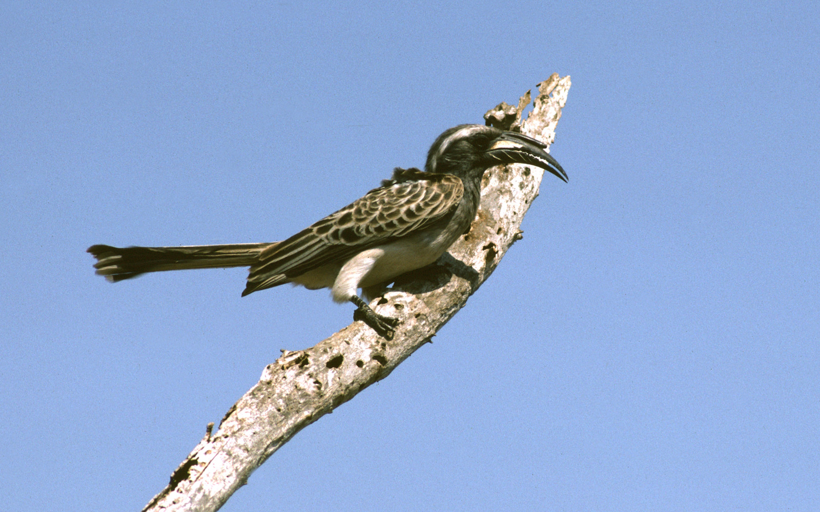 image African Grey Hornbill